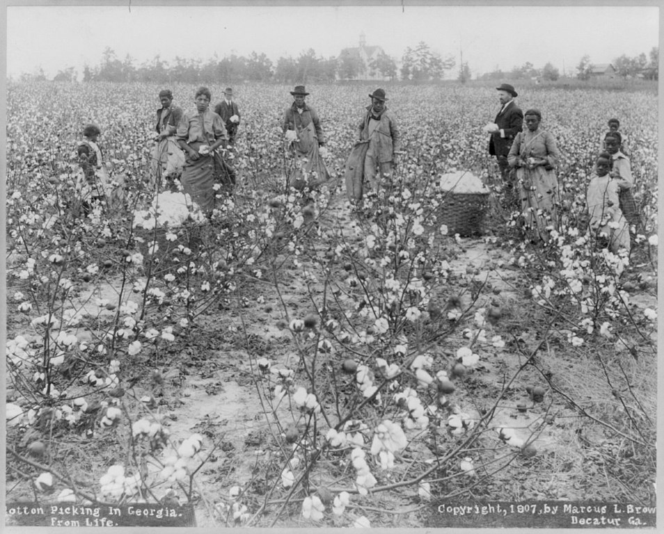 Picking cotton