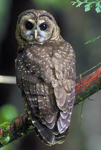 Northern spotted owl